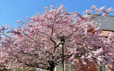 Parc d’affaires Québec C